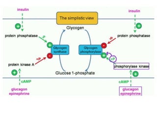 Glycogen Metabolism-1.ppt