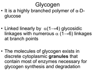 Glycogen
• It is a highly branched polymer of α-D-
glucose
• Linked linearly by (1→4) glycosidic
linkages with numerous  (1→6) linkages
at branch points
• The molecules of glycogen exists in
discrete cytoplasmic granules that
contain most of enzymes necessary for
glycogen synthesis and degradation
 