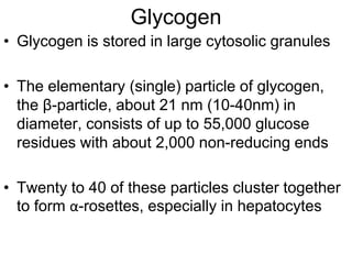 Glycogen
• Glycogen is stored in large cytosolic granules
• The elementary (single) particle of glycogen,
the β-particle, about 21 nm (10-40nm) in
diameter, consists of up to 55,000 glucose
residues with about 2,000 non-reducing ends
• Twenty to 40 of these particles cluster together
to form α-rosettes, especially in hepatocytes
 