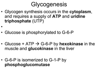 Glycogenesis
• Glycogen synthesis occurs in the cytoplasm,
and requires a supply of ATP and uridine
triphosphate (UTP)
•
• Glucose is phosphorylated to G-6-P
• Glucose + ATP  G-6-P by hexokinase in the
muscle and glucokinase in the liver
• G-6-P is isomerized to G-1-P by
phosphoglucomutase
 