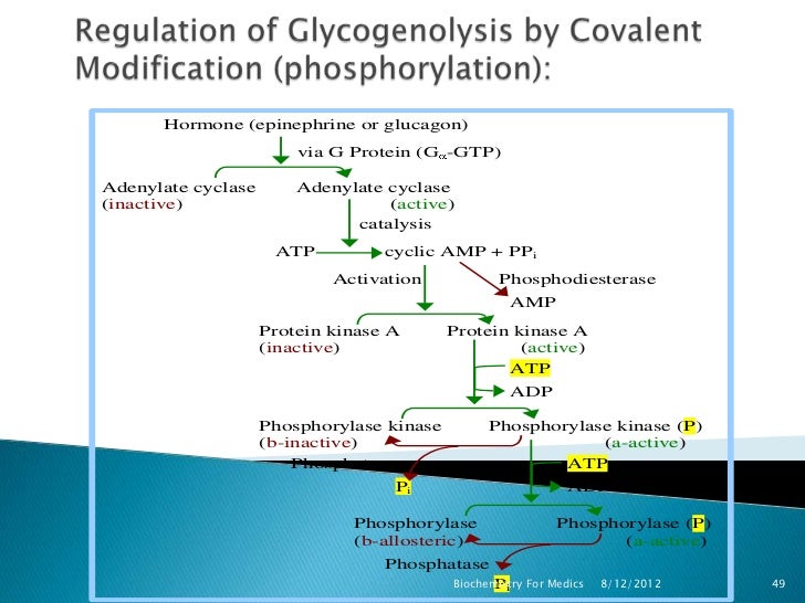 Glycogen metabolism