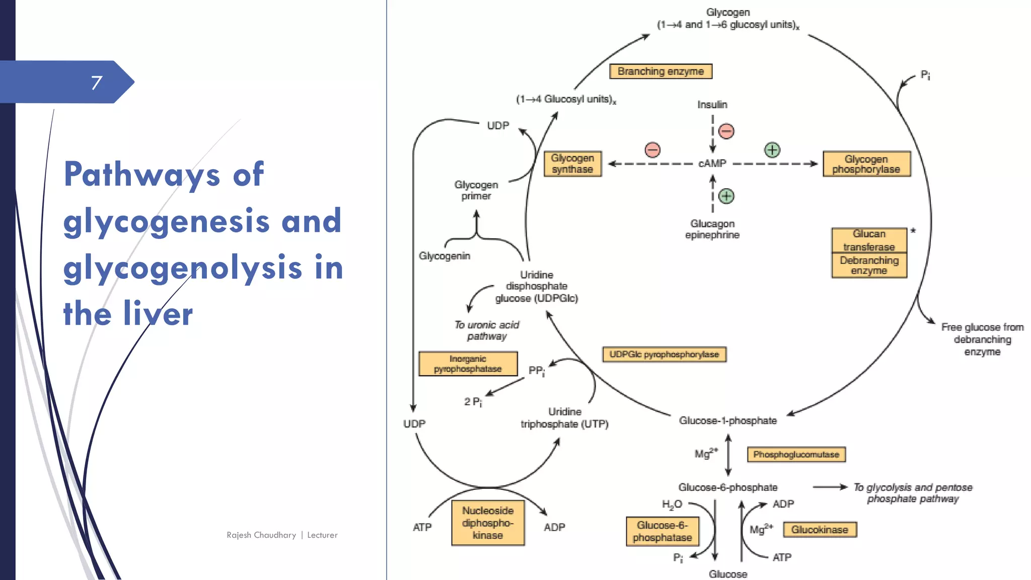 Glycogen metabolism | PDF