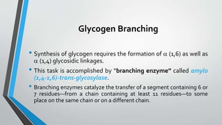 Glycogen Branching
• Synthesis of glycogen requires the formation of a (1,6) as well as
a (1,4) glycosidic linkages.
• This task is accomplished by “branching enzyme” called amylo
(1,4-1,6)-trans-glycosylase.
• Branching enzymes catalyze the transfer of a segment containing 6 or
7 residues—from a chain containing at least 11 residues—to some
place on the same chain or on a different chain.
 