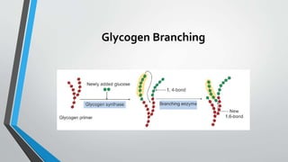 Glycogen Branching
 
