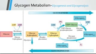 Glycogen Metabolism-Glycogenesis and Glycogenolysis
 