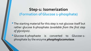 Step-1: Isomerization
(Formation of Glucose 1-phosphate)
•The starting material for this step is not glucose itself but
rather glucose 6-phosphate (available from the first step
of glycolysis).
•Glucose-6-phophaste is converted to Glucose-1-
phosphate by the enzyme phosphoglucomutase.
 