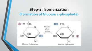 Step-1: Isomerization
(Formation of Glucose 1-phosphate)
 