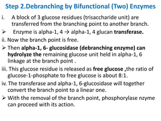 Step 2.Debranching by Bifunctional (Two) Enzymes
i. A block of 3 glucose residues (trisaccharide unit) are
transferred from the branching point to another branch.
 Enzyme is alpha-1, 4 → alpha-1, 4 glucan transferase.
ii. Now the branch point is free.
 Then alpha-1, 6- glucosidase (debranching enzyme) can
hydrolyze the remaining glucose unit held in alpha-1, 6
linkage at the branch point .
iii. This glucose residue is released as free glucose ,the ratio of
glucose-1-phosphate to free glucose is about 8:1.
iv. The transferase and alpha-1, 6-glucosidase will together
convert the branch point to a linear one.
 With the removal of the branch point, phosphorylase nzyme
can proceed with its action.
 