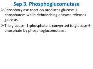 Sep 3. Phosphoglucomutase
Phosphorylase reaction produces glucose-1-
phosphatem while debranching enzyme releases
glucose.
The glucose- 1-phosphate is converted to glucose-6-
phosphate by phosphoglucomutase .
 