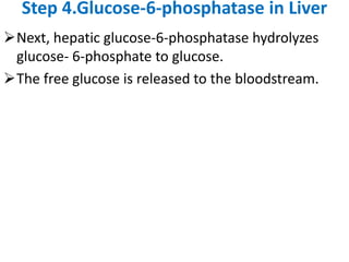 Step 4.Glucose-6-phosphatase in Liver
Next, hepatic glucose-6-phosphatase hydrolyzes
glucose- 6-phosphate to glucose.
The free glucose is released to the bloodstream.
 