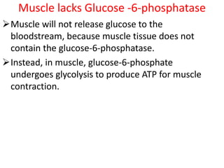 Muscle lacks Glucose -6-phosphatase
Muscle will not release glucose to the
bloodstream, because muscle tissue does not
contain the glucose-6-phosphatase.
Instead, in muscle, glucose-6-phosphate
undergoes glycolysis to produce ATP for muscle
contraction.
 