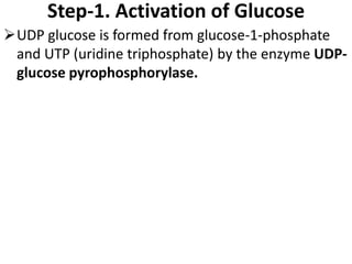 Step-1. Activation of Glucose
UDP glucose is formed from glucose-1-phosphate
and UTP (uridine triphosphate) by the enzyme UDP-
glucose pyrophosphorylase.
 