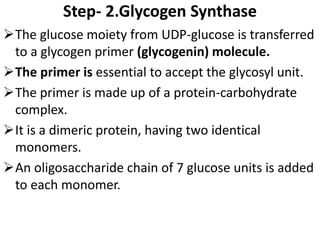 Step- 2.Glycogen Synthase
The glucose moiety from UDP-glucose is transferred
to a glycogen primer (glycogenin) molecule.
The primer is essential to accept the glycosyl unit.
The primer is made up of a protein-carbohydrate
complex.
It is a dimeric protein, having two identical
monomers.
An oligosaccharide chain of 7 glucose units is added
to each monomer.
 