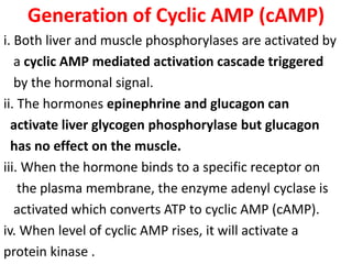 Generation of Cyclic AMP (cAMP)
i. Both liver and muscle phosphorylases are activated by
a cyclic AMP mediated activation cascade triggered
by the hormonal signal.
ii. The hormones epinephrine and glucagon can
activate liver glycogen phosphorylase but glucagon
has no effect on the muscle.
iii. When the hormone binds to a specific receptor on
the plasma membrane, the enzyme adenyl cyclase is
activated which converts ATP to cyclic AMP (cAMP).
iv. When level of cyclic AMP rises, it will activate a
protein kinase .
 