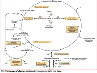 FIG. Pathways of glycogenesis and glycogenolysis in the liver.
 