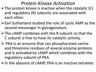 Protein Kinase Activation
The protein kinase is inactive when the catalytic (C)
and regulatory (R) subunits are associated with
each other.
Earl Sutherland studied the role of cyclic AMP as the
second messenger in glycogenolysis.
The cAMP combines with the R subunit so that the
C subunit is free to have its catalytic activity.
 PKA is an enzyme that can phosphorylate serine
and threonine residues of several enzyme proteins
and is activated by cAMP which combines with the
regulatory subunit of PKA.
In the absence of cAMP, PKA is an inactive tetramer.
 