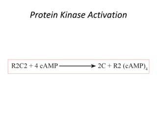Protein Kinase Activation
 