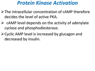 Protein Kinase Activation
The intracellular concentration of cAMP therefore
decides the level of active PKA.
 cAMP level depends on the activity of adenylate
cyclase and phosphodiesterase.
Cyclic AMP level is increased by glucagon and
decreased by insulin.
 