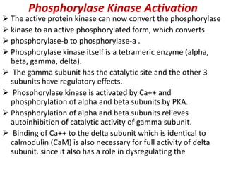 Phosphorylase Kinase Activation
 The active protein kinase can now convert the phosphorylase
 kinase to an active phosphorylated form, which converts
 phosphorylase-b to phosphorylase-a .
 Phosphorylase kinase itself is a tetrameric enzyme (alpha,
beta, gamma, delta).
 The gamma subunit has the catalytic site and the other 3
subunits have regulatory effects.
 Phosphorylase kinase is activated by Ca++ and
phosphorylation of alpha and beta subunits by PKA.
 Phosphorylation of alpha and beta subunits relieves
autoinhibition of catalytic activity of gamma subunit.
 Binding of Ca++ to the delta subunit which is identical to
calmodulin (CaM) is also necessary for full activity of delta
subunit. since it also has a role in dysregulating the
 