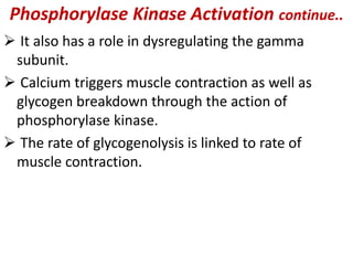 Phosphorylase Kinase Activation continue..
 It also has a role in dysregulating the gamma
subunit.
 Calcium triggers muscle contraction as well as
glycogen breakdown through the action of
phosphorylase kinase.
 The rate of glycogenolysis is linked to rate of
muscle contraction.
 