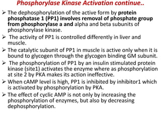 Phosphorylase Kinase Activation continue..
 The dephosphorylation of the active form by protein
phosphatase 1 (PP1) involves removal of phosphate group
from phosphorylase a and alpha and beta subunits of
phosphorylase kinase.
 The activity of PP1 is controlled differently in liver and
muscle.
 The catalytic subunit of PP1 in muscle is active only when it is
bound to glycogen through the glycogen binding GM subunit.
 The phosphorylation of PP1 by an insulin stimulated protein
kinase (site1) activates the enzyme where as phosphorylation
at site 2 by PKA makes its action ineffective.
 When cAMP level is high, PP1 is inhibited by inhibitor1 which
is activated by phosphorylation by PKA.
 The effect of cyclic AMP is not only by increasing the
phosphorylation of enzymes, but also by decreasing
dephosphorylation.
 