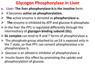 Glycogen Phosphorylase in Liver
a. Liver: The liver phosphorylase-b is the inactive form.
 It becomes active on phosphorylation.
 The active enzyme is denoted as phosphorylase-a.
 The enzyme is inhibited by ATP and glucose-6-phosphate.
 In the liver the PP1 is regulated differently through the
intermediary of glycogen binding subunit (GL).
 GL complex can bind to R and T forms of phosphorylase a.
 The phosphate group attached to ser14 is exposed only in
the T state, so that PP1 can convert phosphorylase a to
phosphorylase b.
 Glucose is an allosteric inhibitor of phosphorylase a.
 Insulin favors this effect by promoting the uptake and
phosphorylation of glucose.
 