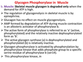 Glycogen Phosphorylase in Muscle
b. Muscle: Skeletal muscle glycogen is degraded only when the
demand for ATP is high.
 The regulation of glycogenolysis in skeletal muscle is by
epinephrine.
 Glucagon has no effect on muscle glycogenolysis.
 AMP formed by degradation of ATP during muscle contraction
is an allosteric activator of phosphorylase b.
 The active form of phosphorylase is referred to as ‘a’ (active,
phosphorylated) and the relatively inactive dephosphorylated
form as ‘b’.
 The active glycogen synthase (a) is dephosphorylated and
phosphorylated (b) is relatively inactive.
 Glycogen phosphorylase is activated by phosphorylation by
phosphorylase kinase that adds phosphate group to a specific
serine residue of phosphorylase b (ser14).
 This phosphorylase kinase, in
 