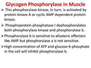Glycogen Phosphorylase in Muscle
 This phosphorylase kinase, in turn, is activated by
protein kinase A or cyclic AMP dependent protein
kinase.
 Phosphoprotein phosphatase I dephosphorylates
both phosphorylase kinase and phosphorylase b.
Phosphorylase b is sensitive to allosteric effectors
like AMP but phosphorylase a is not sensitive.
High concentration of ATP and glucose-6-phosphate
in the cell will inhibit phosphorylase b.
 