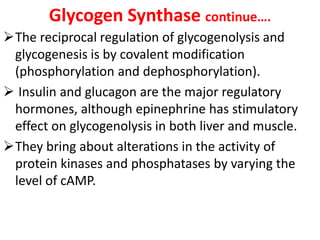 Glycogen Synthase continue….
The reciprocal regulation of glycogenolysis and
glycogenesis is by covalent modification
(phosphorylation and dephosphorylation).
 Insulin and glucagon are the major regulatory
hormones, although epinephrine has stimulatory
effect on glycogenolysis in both liver and muscle.
They bring about alterations in the activity of
protein kinases and phosphatases by varying the
level of cAMP.
 