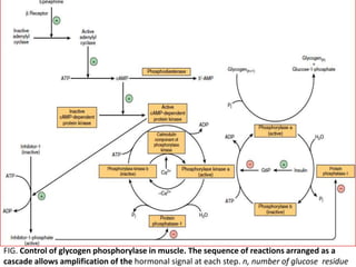 FIG. Control of glycogen phosphorylase in muscle. The sequence of reactions arranged as a
cascade allows amplification of the hormonal signal at each step. n, number of glucose residue
 