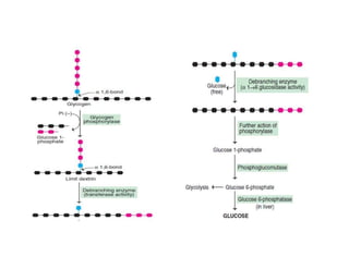 Glycogen Metabolism | Glycogenesis | Glycogenolysis | | PDF