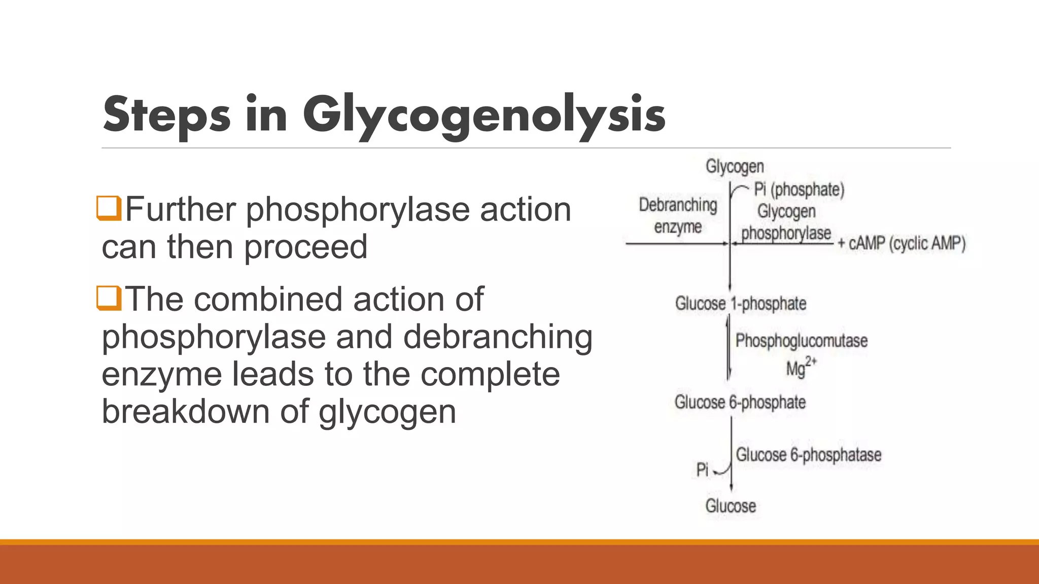 Glycogen metabolism | PPTX