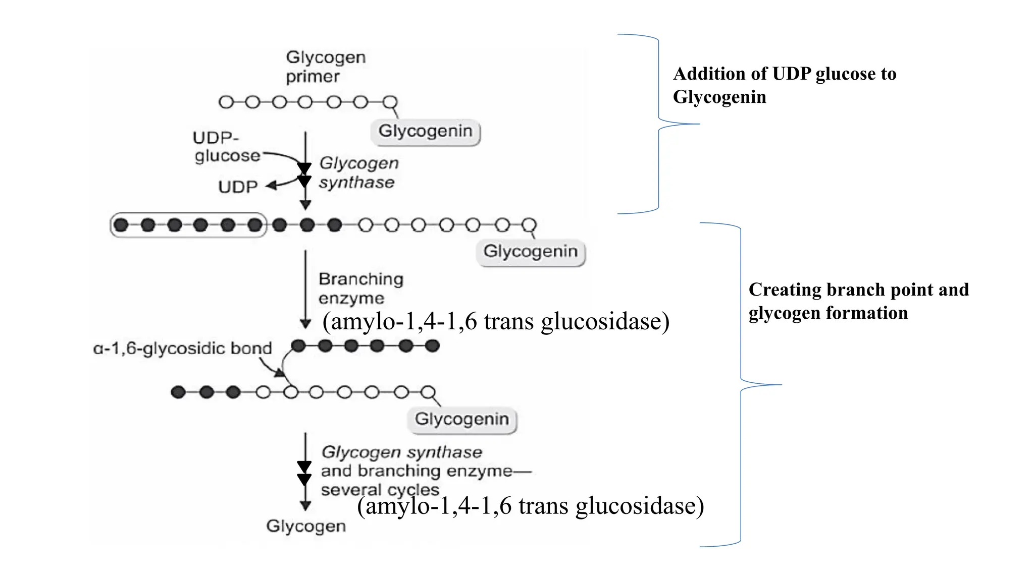 Glycogen Metabolism - Glycogenesis, Glycogenolysis | PPT