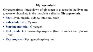 Glycogen Metabolism - Glycogenesis, Glycogenolysis | PDF
