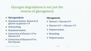 Glycogen degradation is not just the
reverse of glycogenesis
Glycogenesis
 Glucose-> Glucose-6-P
 Glucose-6-P –> Glucose-1-P
 Polymerization
 Branching
 Polymerization
 Glycogenolysis
 Depolymerization- Removal of
glucose as glucose-1-P
 Debranching
 Depolymerization
 Conversion of Glucose-1-P to
Glucose-6-P
 Conversion of Glucose-6-P to
free Glucose
1/6/2017Namrata Chhabra, M.D., Biochemistry 10
 