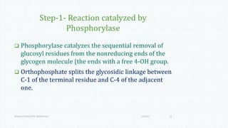 Step-1- Reaction catalyzed by
Phosphorylase
 Phosphorylase catalyzes the sequential removal of
glucosyl residues from the nonreducing ends of the
glycogen molecule (the ends with a free 4-OH group.
 Orthophosphate splits the glycosidic linkage between
C-1 of the terminal residue and C-4 of the adjacent
one.
1/6/2017Namrata Chhabra, M.D., Biochemistry 12
 
