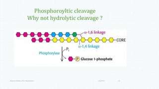 Phosphoroyltic cleavage
Why not hydrolytic cleavage ?
1/6/2017Namrata Chhabra, M.D., Biochemistry 13
 