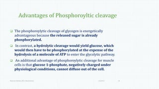 Advantages of Phosphoroyltic cleavage
 The phosphoroylytic cleavage of glycogen is energetically
advantageous because the released sugar is already
phosphorylated.
 In contrast, a hydrolytic cleavage would yield glucose, which
would then have to be phosphorylated at the expense of the
hydrolysis of a molecule of ATP to enter the glycolytic pathway.
 An additional advantage of phosphoroylytic cleavage for muscle
cells is that glucose 1-phosphate, negatively charged under
physiological conditions, cannot diffuse out of the cell.
1/6/2017Namrata Chhabra, M.D., Biochemistry 14
 