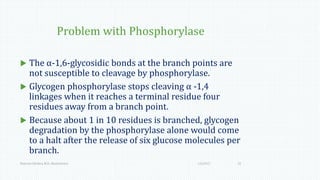 Problem with Phosphorylase
 The α-1,6-glycosidic bonds at the branch points are
not susceptible to cleavage by phosphorylase.
 Glycogen phosphorylase stops cleaving α -1,4
linkages when it reaches a terminal residue four
residues away from a branch point.
 Because about 1 in 10 residues is branched, glycogen
degradation by the phosphorylase alone would come
to a halt after the release of six glucose molecules per
branch.
1/6/2017Namrata Chhabra, M.D., Biochemistry 15
 