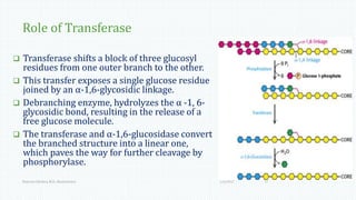 Role of Transferase
 Transferase shifts a block of three glucosyl
residues from one outer branch to the other.
 This transfer exposes a single glucose residue
joined by an α-1,6-glycosidic linkage.
 Debranching enzyme, hydrolyzes the α -1, 6-
glycosidic bond, resulting in the release of a
free glucose molecule.
 The transferase and α-1,6-glucosidase convert
the branched structure into a linear one,
which paves the way for further cleavage by
phosphorylase.
1/6/2017Namrata Chhabra, M.D., Biochemistry 17
 
