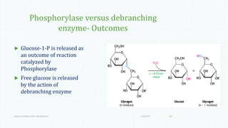 Phosphorylase versus debranching
enzyme- Outcomes
 Glucose-1-P is released as
an outcome of reaction
catalyzed by
Phosphorylase
 Free glucose is released
by the action of
debranching enzyme
1/6/2017Namrata Chhabra, M.D., Biochemistry 18
 