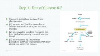 Step-4- Fate of Glucose-6-P
 Glucose 6-phosphate derived from
glycogen can
 (1) be used as a fuel for anaerobic or
aerobic metabolism as in, for instance,
muscle;
 (2) be converted into free glucose in the
liver and subsequently released into the
blood;
 (3) be processed by the pentose
phosphate pathway to generate NADPH or
ribose in a variety of tissues.
1/6/2017Namrata Chhabra, M.D., Biochemistry 21
 