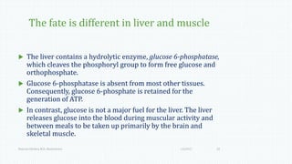The fate is different in liver and muscle
 The liver contains a hydrolytic enzyme, glucose 6-phosphatase,
which cleaves the phosphoryl group to form free glucose and
orthophosphate.
 Glucose 6-phosphatase is absent from most other tissues.
Consequently, glucose 6-phosphate is retained for the
generation of ATP.
 In contrast, glucose is not a major fuel for the liver. The liver
releases glucose into the blood during muscular activity and
between meals to be taken up primarily by the brain and
skeletal muscle.
1/6/2017Namrata Chhabra, M.D., Biochemistry 22
 