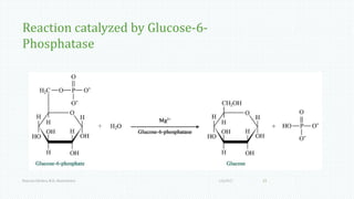 Reaction catalyzed by Glucose-6-
Phosphatase
1/6/2017Namrata Chhabra, M.D., Biochemistry 23
 