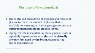 Purpose of Glycogenolysis
 The controlled breakdown of glycogen and release of
glucose increase the amount of glucose that is
available between meals. Hence, glycogen serves as a
buffer to maintain blood-glucose levels.
 Glycogen's role in maintaining blood glucose levels is
especially important because glucose is virtually
the only fuel used by the brain, except during
prolonged starvation.
1/6/2017Namrata Chhabra, M.D., Biochemistry 5
 