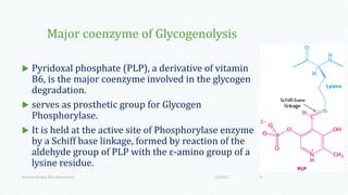 Major coenzyme of Glycogenolysis
 Pyridoxal phosphate (PLP), a derivative of vitamin
B6, is the major coenzyme involved in the glycogen
degradation.
 serves as prosthetic group for Glycogen
Phosphorylase.
 It is held at the active site of Phosphorylase enzyme
by a Schiff base linkage, formed by reaction of the
aldehyde group of PLP with the ε-amino group of a
lysine residue.
1/6/2017Namrata Chhabra, M.D., Biochemistry 9
 