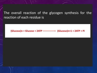 The overall reaction of the glycogen synthesis for the
reaction of each residue is
(Glucose)n + Glucose + 2ATP (Glucose)n+1 + 2ATP + Pi
 
