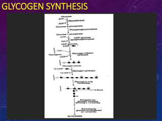 GLYCOGEN SYNTHESIS
 