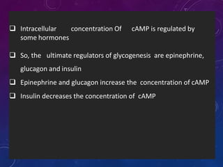  Intracellular concentration Of cAMP is regulated by
some hormones
 So, the ultimate regulators of glycogenesis are epinephrine,
glucagon and insulin
 Epinephrine and glucagon increase the concentration of cAMP
 Insulin decreases the concentration of cAMP
 