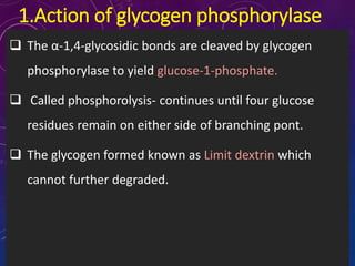 1.Action of glycogen phosphorylase
 The α-1,4-glycosidic bonds are cleaved by glycogen
phosphorylase to yield glucose-1-phosphate.
 Called phosphorolysis- continues until four glucose
residues remain on either side of branching pont.
 The glycogen formed known as Limit dextrin which
cannot further degraded.
 